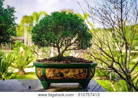 Bonzai Tree On The Wood Table In The Garden.