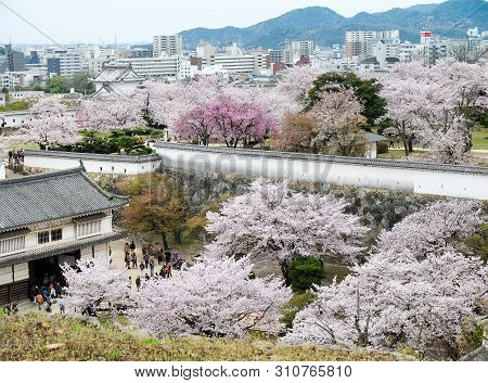 Himeji, Japan - April 10, 2017 : On The Day Of Cherry Blossoms In Full Bloom Area Around  Himeji-jo 