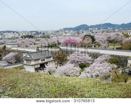 Himeji, Japan - April 10, 2017 : On The Day Of Cherry Blossoms In Full Bloom Area Around  Himeji-jo 