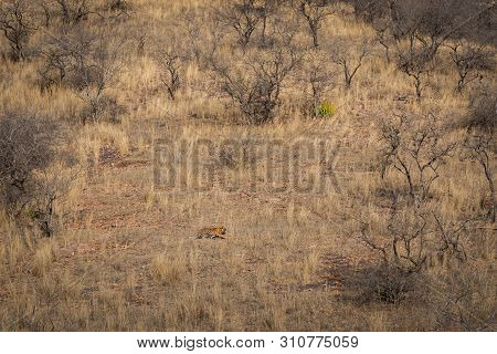 Habitat Image With A Female Tiger Cub At Ranthambore National Park. A Beautiful Tiger Cub In Search 