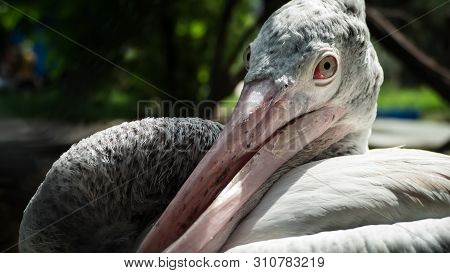 Side View Of Pelican Cross-billed Deformity, Twisted Mouth.