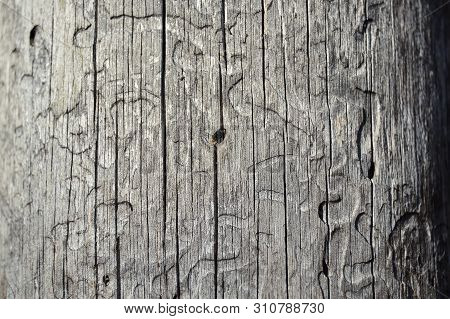 Bark Beetle Pattern On The Old Board. Background. Close-up