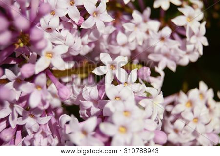Beautiful Lilac Flowers Background. Blooming. Spring. Close-up