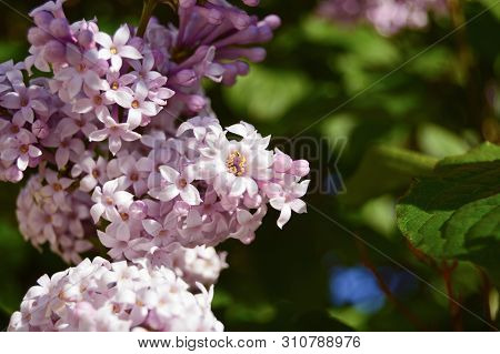 Lilac Flowers On Green Background In Spring. Spring. Blossoming. Close-up