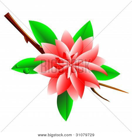 Sarte blomst