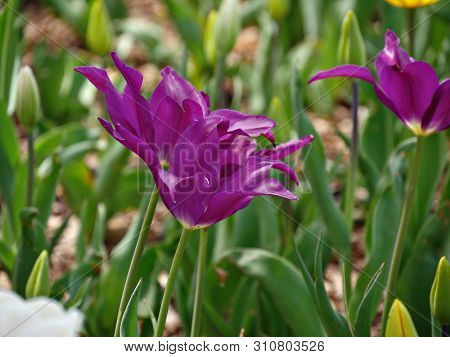 Close Up Side View Of Violet Tupis In A Garden