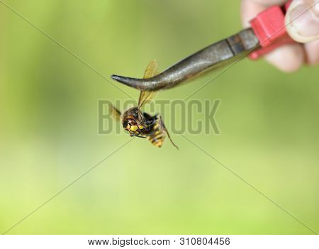 The Dead European Hornet (vespa Crabro) Is In A Male Hand In Outdoors.