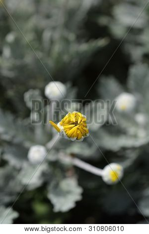 African Bush Daisy Sunshine Silver Double Yellow Flower Buds - Latin Name - Euryops Sunshine Silver 
