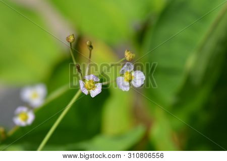 Common Water Plantain - Latin Name - Alisma Plantago-aquatica
