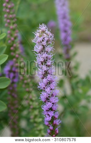 Prairie Blazing Star Flower - Latin Name - Liatris Pycnostachya