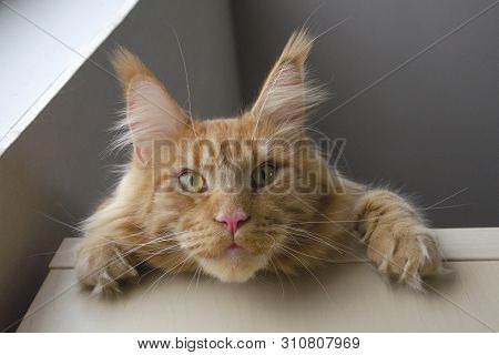 A Young Large Red Marble Maine Coon Cat Lies On The Closet Against The Gray Wall, Hangs Down His Hea