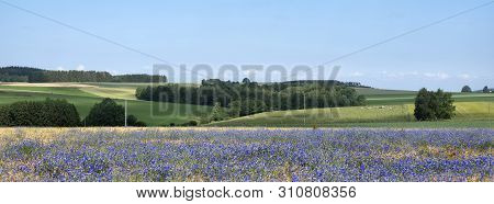 Belgian Countryside Landscape With Corn Flowers Under Liege In The Belgian Ardennes Near La Roche On