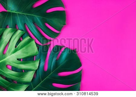 Three Tropical Jungle Monstera Leaves Isolated On Bright Pink Background. Flat Lay Style.