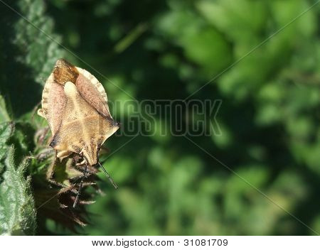 Brun Leaf footed Bug