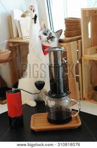 Cute White Blue-eyed Cat Barista In A Red Bow Tie Brewing Aeropress Coffee. Alternative Manual Metho