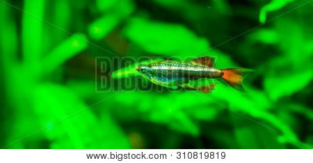 Closeup Of A Chinese Danio, Popular Aquarium Pet In Aquaculture, Tropical Animal Specie From Asia