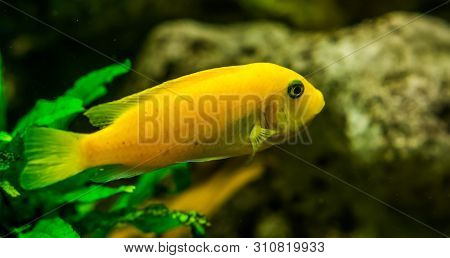 Closeup Of A Yellow Lake Malawi Cichlid, Popular Tropical Fish Specie From Africa