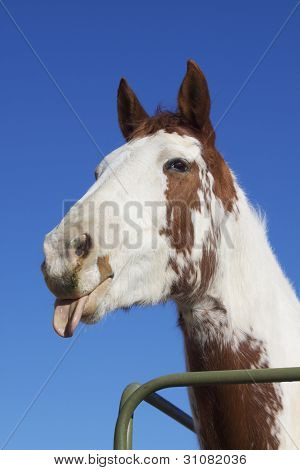 Lustige Pferd