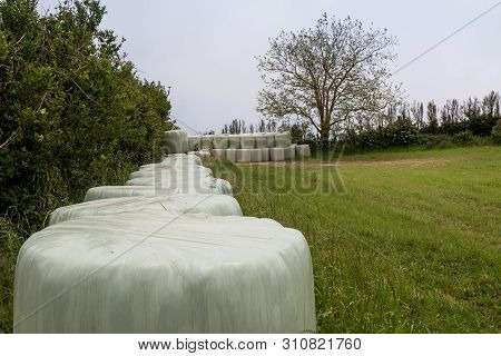 Fresh Green Meadow Lined By Packs Filled With Hay, As A Winter Food For The Animals. Trees In The Ba