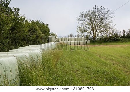 Fresh Green Meadow Lined By Packs Filled With Hay, As A Winter Food For The Animals. Trees In The Ba