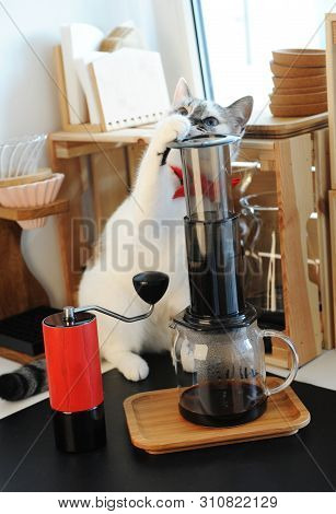 Cute White Blue-eyed Cat Barista In A Red Bow Tie Brewing Aeropress Coffee. Alternative Manual Metho
