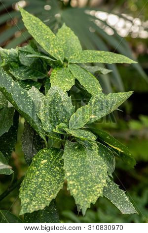 Aucuba Japonica Variegata Plant, Green Leaves With Yellow Spots