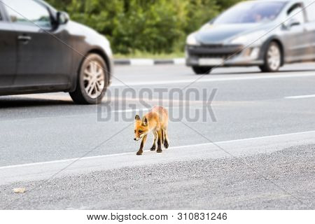 Wild Fox Run Across Road. Fox Cub In Search Of Food