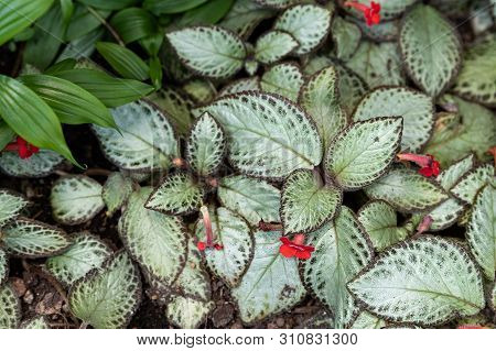 Close-up Of Fresh Multicolored Leaves Of Episcia Cupreata Acajou . Hanst Or Flame Purple Grow In A T