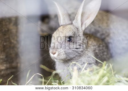 Beautiful Gray Rabbit In A Cage On A Home Farm.