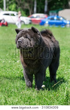 Cute Chow Chow Is Standing On A Green Grass In The Park. Pet Animals.