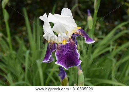 Beautiful Flowering White And Purple Bearded Iris Flower Blossom.