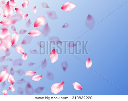 Pink Sakura Petals Confetti Flying And Falling On Blue Sky Background. Blur Effect Bloom Parts. Natu