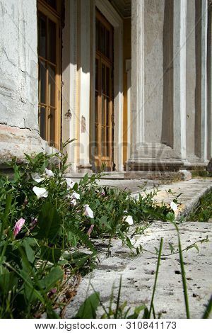 Ivy Covered The Steps Of The Historic Building