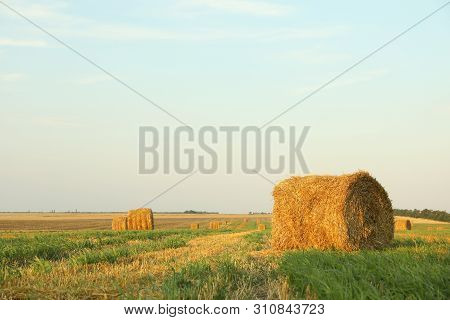 Straw Bales Of Hay In The Stubble Field, Space For Text