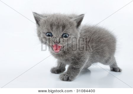 Fuuny grau Kitten