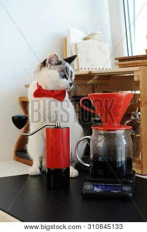 Cute White Blue-eyed Cat Barista In Bow Tie Brewing Pourover Coffee. Red V60 Dripper And Handgrinder