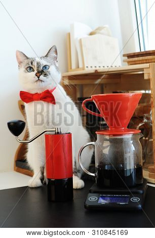 Cute White Blue-eyed Cat Barista In Bow Tie Brewing Pourover Coffee. Red V60 Dripper And Handgrinder