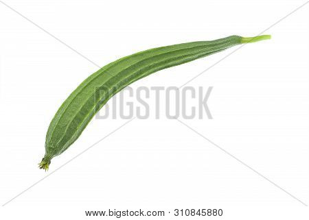 Fresh Luffa Acutangula,angled Loofah  Isolated On White Background