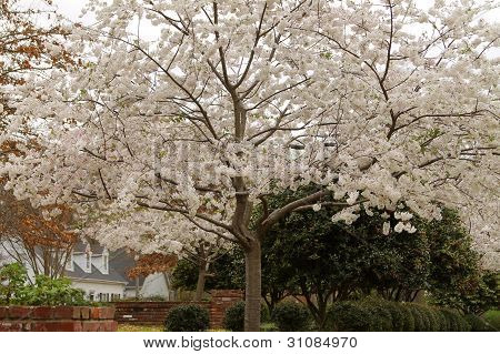 Espetacular Primavera