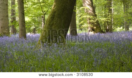 Bluebells