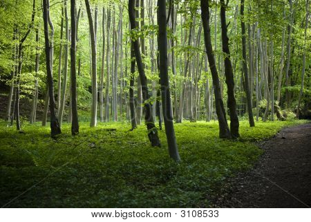Beech Grove
