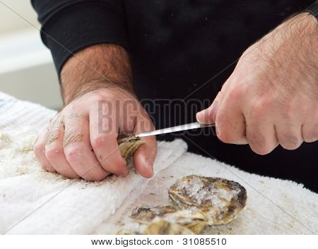 Weichtiere eine Oyster