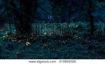 Blur Background Nature Firefly Flying In Forest At Dusk, Prachin Buri, Thailand