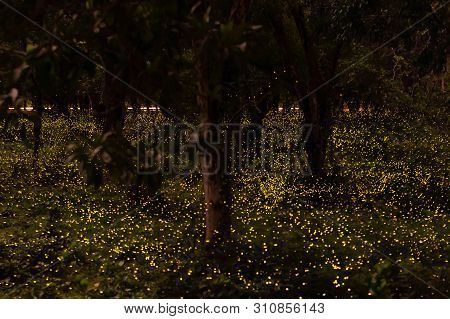 Background Nature Firefly Flying In Forest At Dusk, Prachin Buri, Thailand