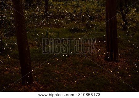Background Nature Firefly Flying In Forest At Dusk, Prachin Buri, Thailand