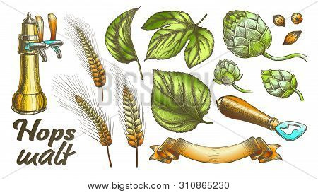 Hop Leaves Barley Wheat Rye Ear Opener Set Vector. Bar Pub Beer Crane Tap And Tool For Open Glass Bo