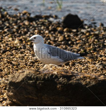 A Seagull Standing On A Rocky Long Island North Shore Beach Holding A Steamer Clam In Its Beak.