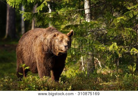 Close-up Of European Brown Bear (ursos Arctos) With One Ear In Boreal Forest, Finland.