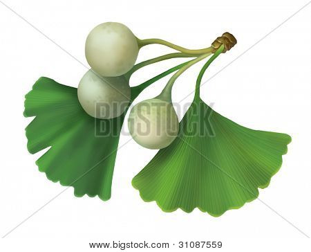Ilustração de varredura de ginkgo biloba (Maidenhair Tree)