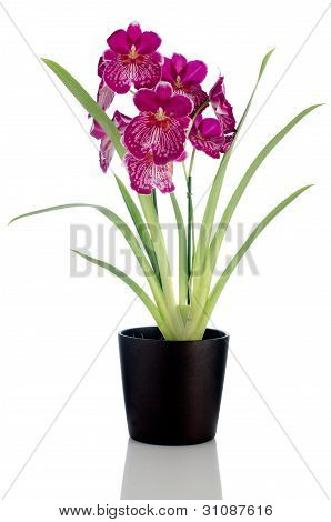 Viooltje Orchid - Miltonia wetteloze Falls
